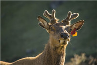 新西兰这些专业:高薪而且好找工作!