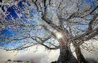 去澳洲留学需要参加那些语言考试？