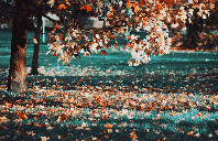 留学新西兰费用盘点