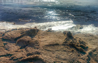 奥克兰大学都有那些热门专业？