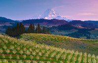 留学新西兰维多利亚大学有哪些热门专业？