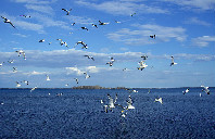 美国留学热门专业——市场营销