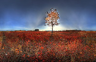 美国留学西北大学热门专业介绍