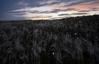 美国留学堪萨斯州立大学特色专业介绍（下）