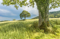 新西兰留学选专业的注意事项有哪些？