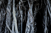 澳洲留学翻译专业院校介绍