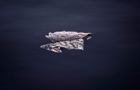 澳洲留学选择专业需要考虑的6点因素