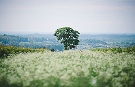 新西兰留学高中一年需要多少费用？