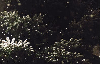 新西兰留学热门专业介绍（上）