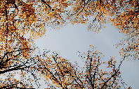 新西兰留学会计都有哪些好院校？（下）