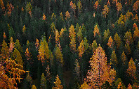 留学加拿大蒙特利尔如何？