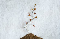 留学美国哥伦比亚大学转学条件（上）