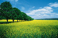 留学澳洲西澳大学研究生申请要求（上）