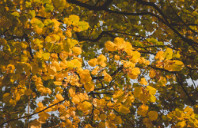 留学澳洲西澳大学研究生申请要求（下）