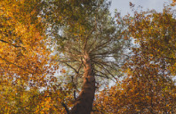 澳洲留学悉尼大学如何申请（下）