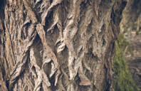 留学澳洲皇家墨尔本理工大学申请条件（上）