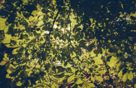 留学澳洲莫纳什大学研究生申请条件（上）