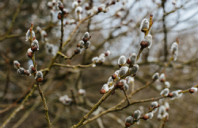 留学澳洲莫纳什大学研究生申请条件（下）