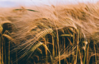 留学澳洲悉尼科技大学各阶段申请条件（上）