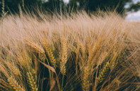 留学澳洲悉尼科技大学各阶段申请条件（下）