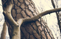 留学澳洲麦考瑞大学申请条件（下）