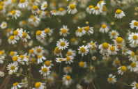 留学澳洲悉尼大学申请条件及难度（上）