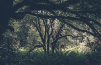 留学澳洲阿德莱德大学研究生申请条件（上）