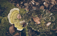 留学澳洲阿德莱德大学研究生申请条件（下）