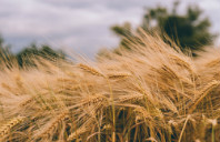 留学澳洲墨尔本大学硕士申请指南（下）