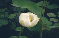 留学新西兰奥克兰大学申请条件介绍