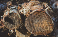 留学新西兰梅西大学硕士申请条件与专业介绍