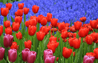 留学新西兰怀卡托大学申请条件及费用