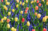 留学新西兰中学申请条件介绍（上）