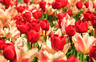 留学新西兰各高校学费介绍