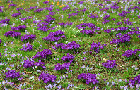 留学新西兰申请流程介绍