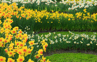 留学新西兰需要雅思成绩吗？