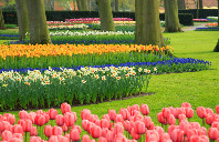 留学新西兰八大院校雅思要求介绍