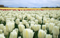 留学新西兰会计专业需要哪些条件？（下）