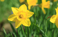 留学加拿大读研转学须知