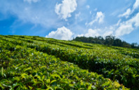 留学美国宾夕法尼亚大学都有哪些优势专业？