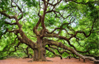 留学美国帕森斯设计学院申请要求介绍