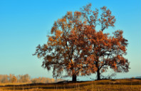 留学美国布朗大学优势专业介绍