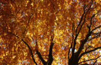 英国都有哪些院校预科受欢迎？