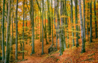 英国有哪些比较热门的本科预科？