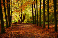 留学英国真实体验如何？