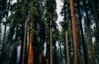 申请留学美国心理学专业条件介绍