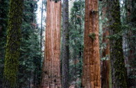 留学美国威廉玛丽学院会计专业如何？（上）