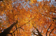 留学美国商业分析专业如何？（上）