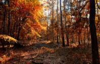 美国伯克利音乐学院都有哪些专业？