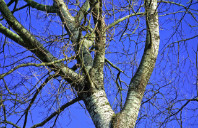 澳洲昆士兰大学都有哪些热门专业值得选择？（上）